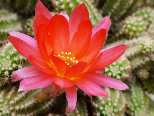 Chamaecereus Rainbow #kaktusy