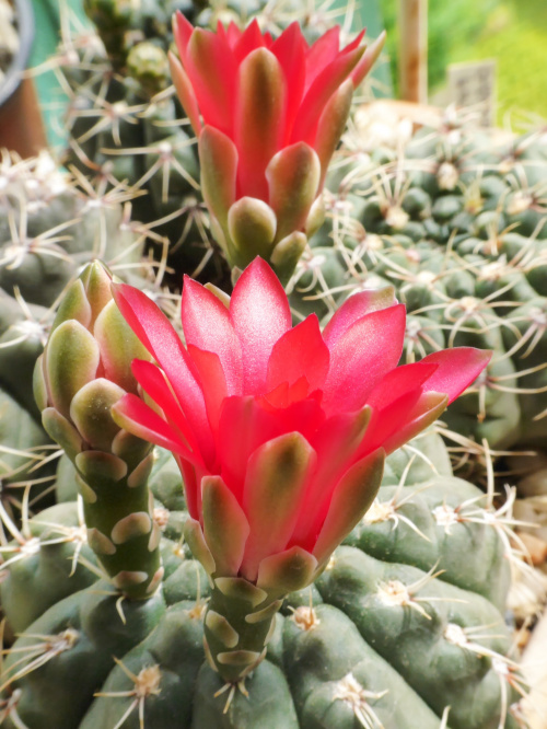 Gymnocalycium baldianum #kaktusy