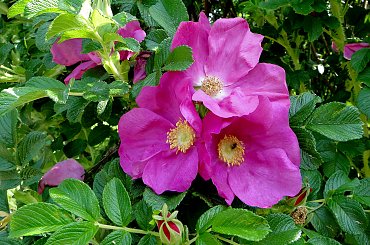 Dzika róża #kwiatki