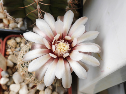 Gymnocalycium papschii #kaktusy