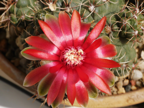 Gymnocalycium baldianum #kaktusy