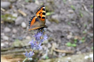 rusałka pokrzywnik #motyle