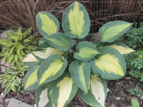 Hosta 'Paradise Glory'