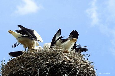 pora obiadu ... #bociany #Chomiąża #lato #ptaki