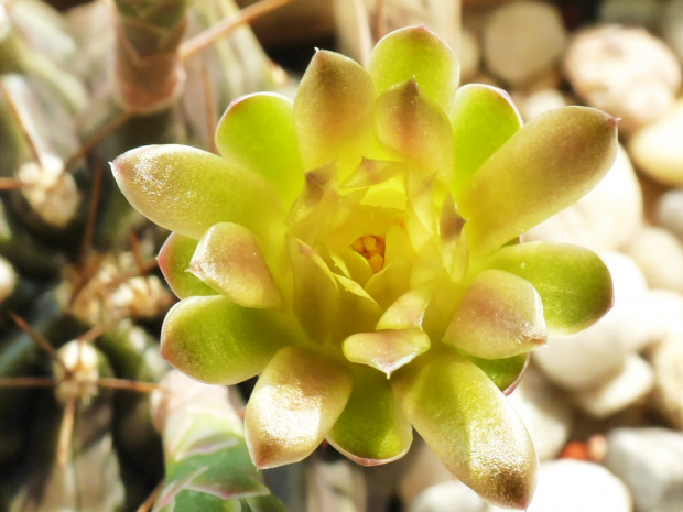 Gymnocalycium mihanovichii #kaktusy