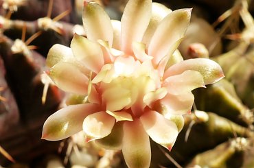 Gymnocalycium mihanovichii #kaktusy