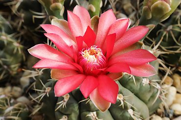 Gymnocalycium baldianum #kaktusy