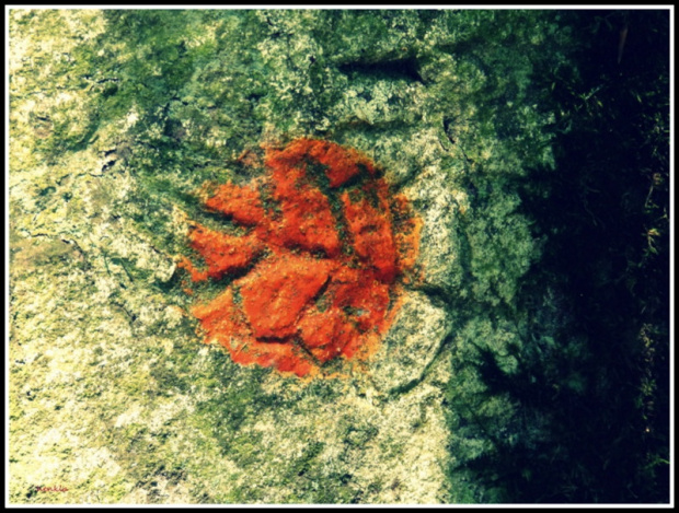 Na odciśnietej w kamieniu roślinie ktoś zrobił znak.Kropkę na bialym kwadracie. #sokołowsko