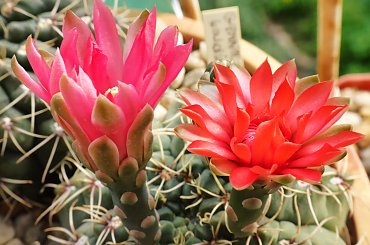 Gymnocalycium baldianum #kaktusy