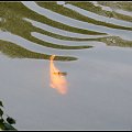 nad wodą --złota rybka #przyroda
