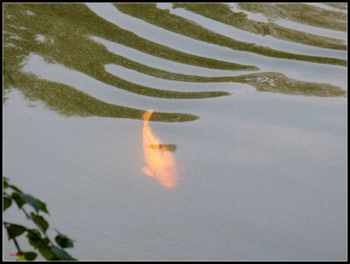 nad wodą --złota rybka #przyroda
