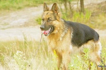 Parys i Tobi #GILDOWiernyDruh #OwczarkiNiemieckie #Parys #PsieZaprzęgi #Tobi