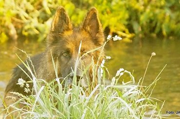 Parys i Tobi #GILDOWiernyDruh #OwczarkiNiemieckie #Parys #PsieZaprzęgi #Tobi