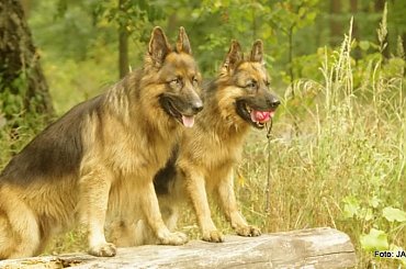 #GILDOWiernyDruh #OwczarkiNiemieckie #Parys #PsieZaprzęgi #Tobi