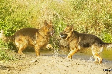 Parys i Tobi #GILDOWiernyDruh #OwczarkiNiemieckie #Parys #PsieZaprzęgi #Tobi