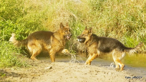 Parys i Tobi #GILDOWiernyDruh #OwczarkiNiemieckie #Parys #PsieZaprzęgi #Tobi