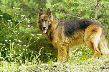 Parys i Tobi #GILDOWiernyDruh #OwczarkiNiemieckie #Parys #PsieZaprzęgi #Tobi