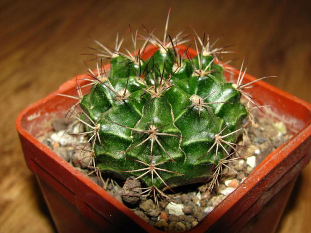 GYMNOCALYCIUM ANISITSII VoS 268