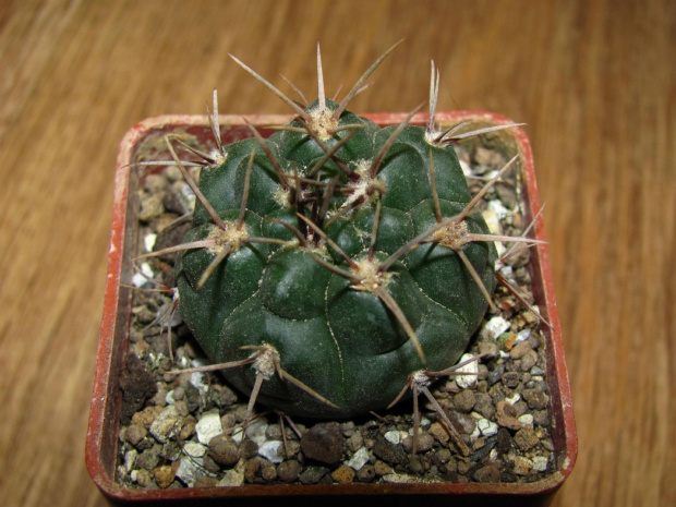 GYMNOCALYCIUM STRIGLIANUM V. AENEUM MM 775