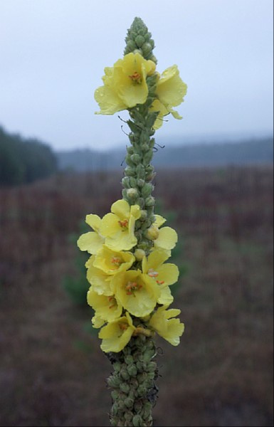 świętokrzyskie