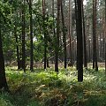 bardzo duży teren lasu został zniszczony huraganowym wiatrem