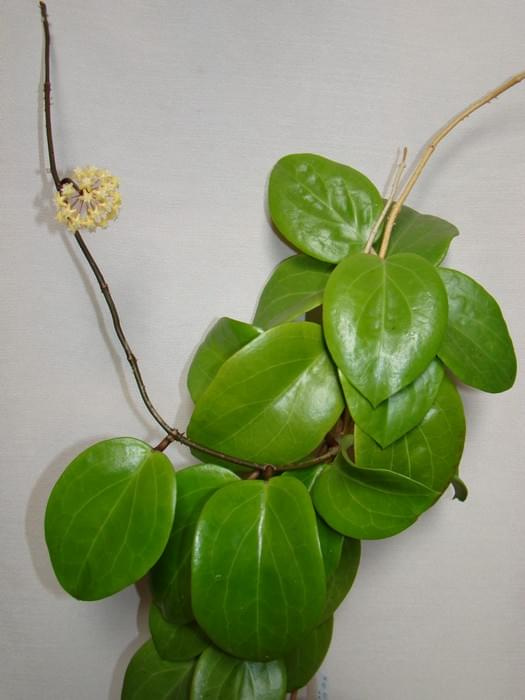 Hoya surigaoensis