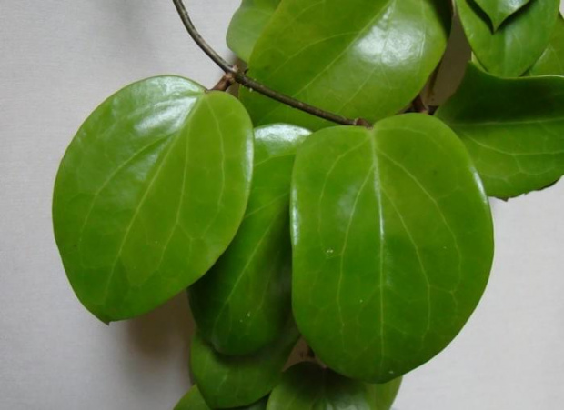 Hoya surigaoensis