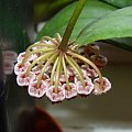 Hoya halophila IML 1116