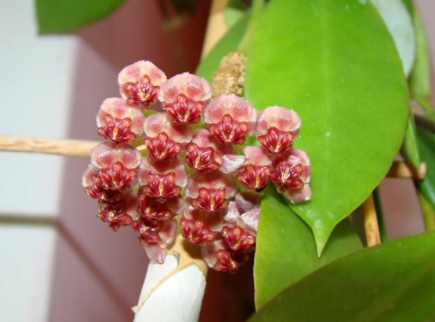 Hoya halophila IML 1116