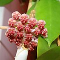 Hoya halophila IML 1116