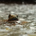 Żaba fontannowa