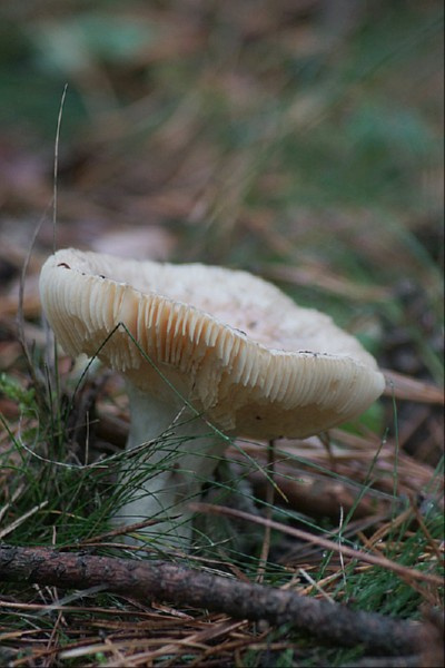 świętokrzyskie