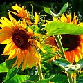 słońcem malowane #kwiaty #ogrody #słoneczniki