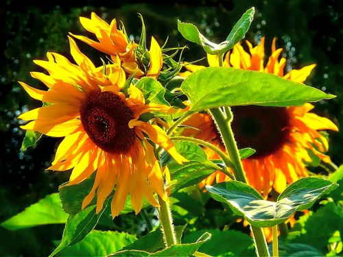 słońcem malowane #kwiaty #ogrody #słoneczniki