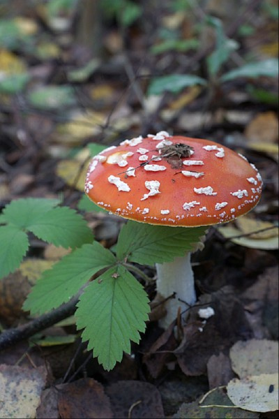 świętokrzyskie